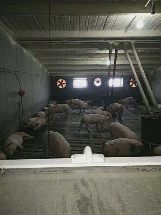 牧原養豬場豬舍pvc板連接處聚氨酯噴涂(圖1) 牧原養豬場豬舍pvc板連接處聚氨酯噴涂案例